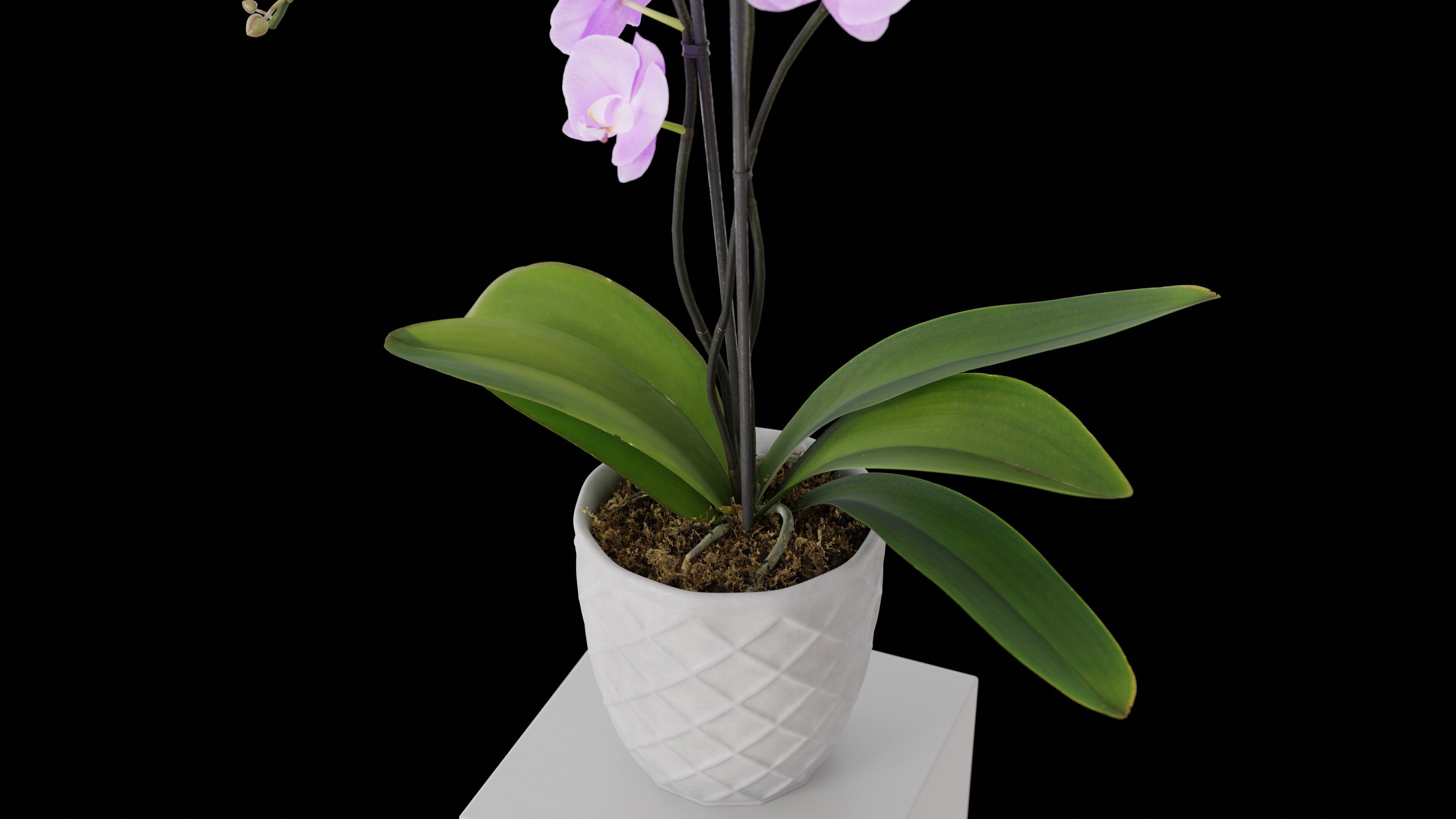Orchid Flower Free low-poly 3D model_7