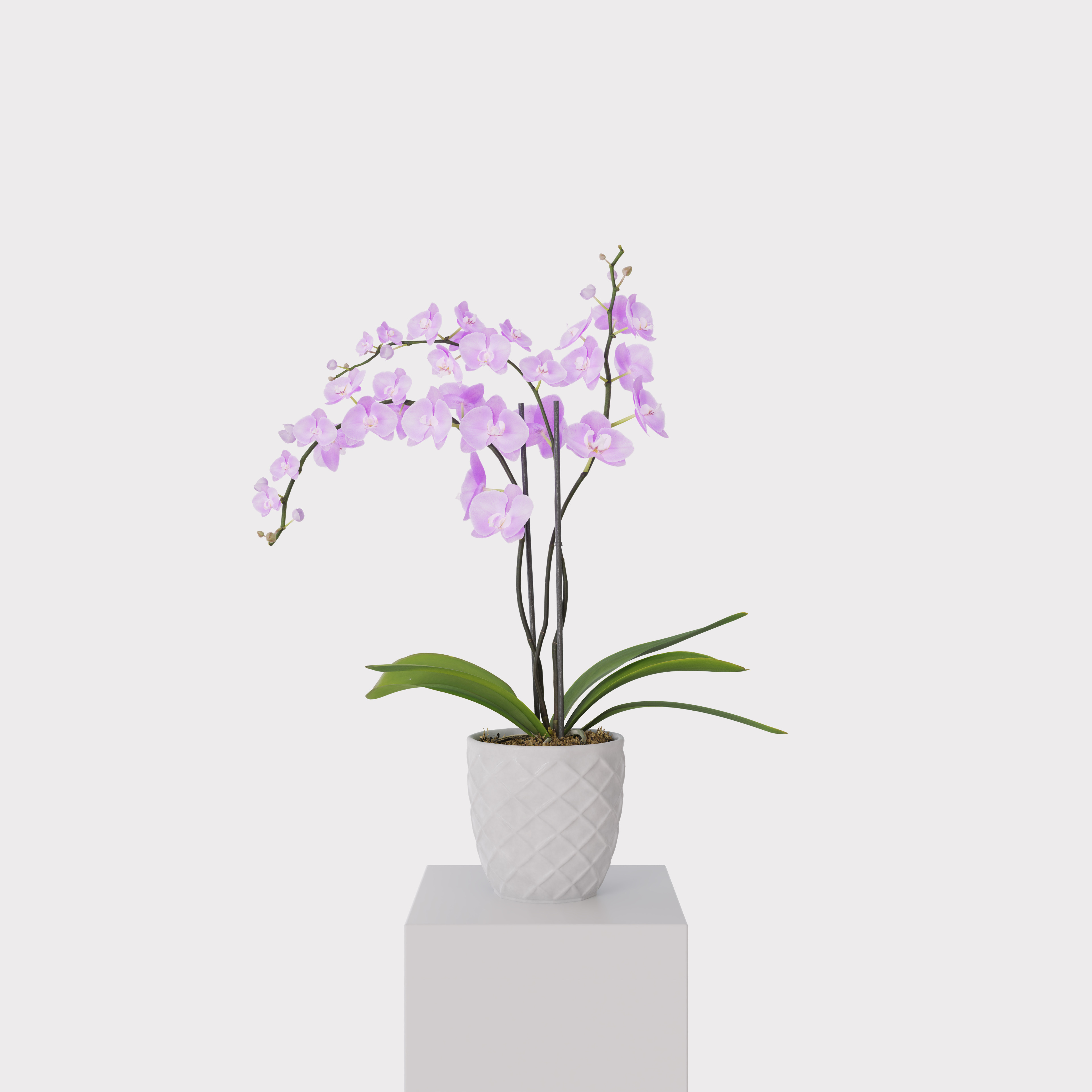 Orchid Flower Free low-poly 3D model_12