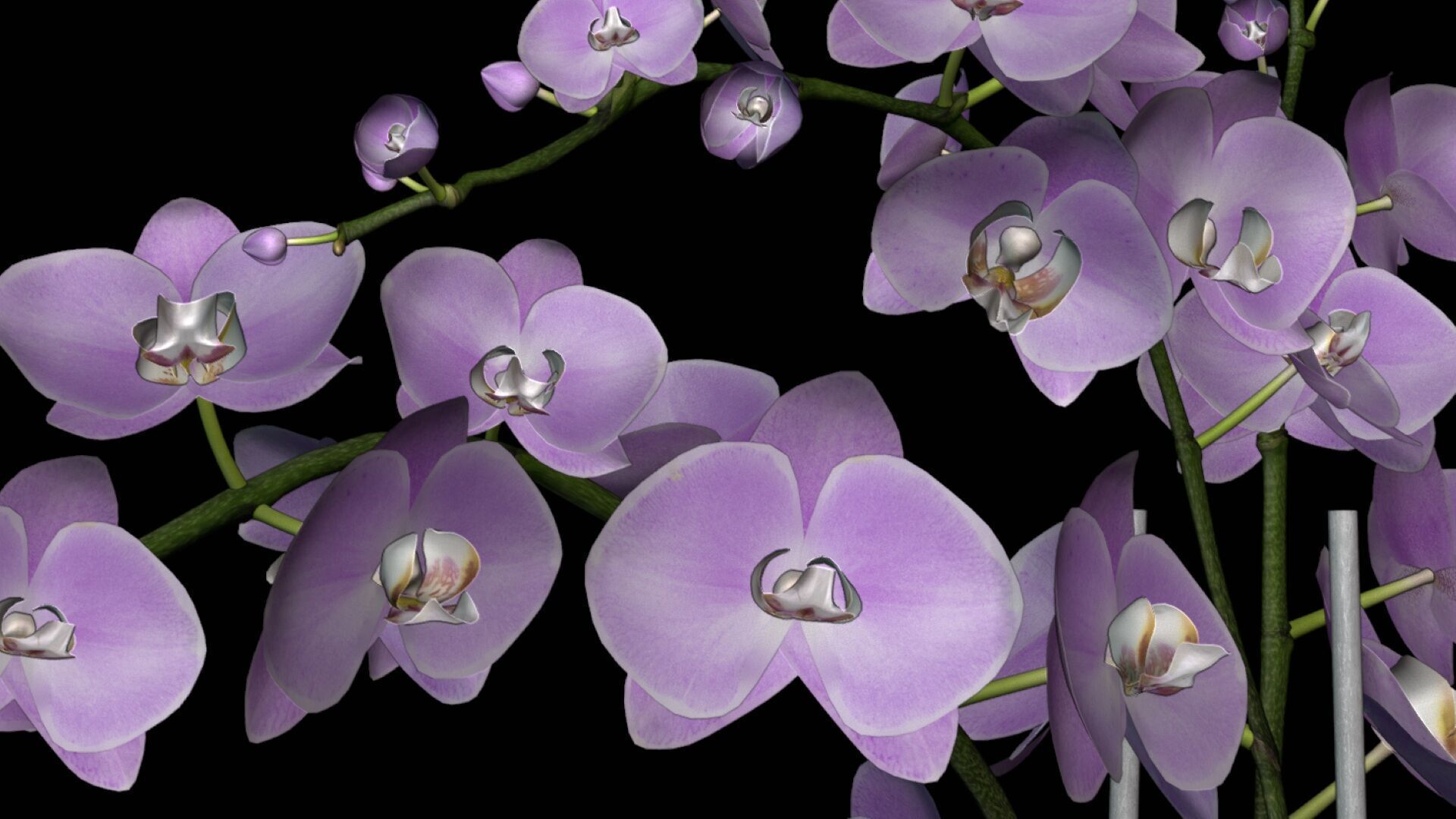 Orchid Flower Free low-poly 3D model_10