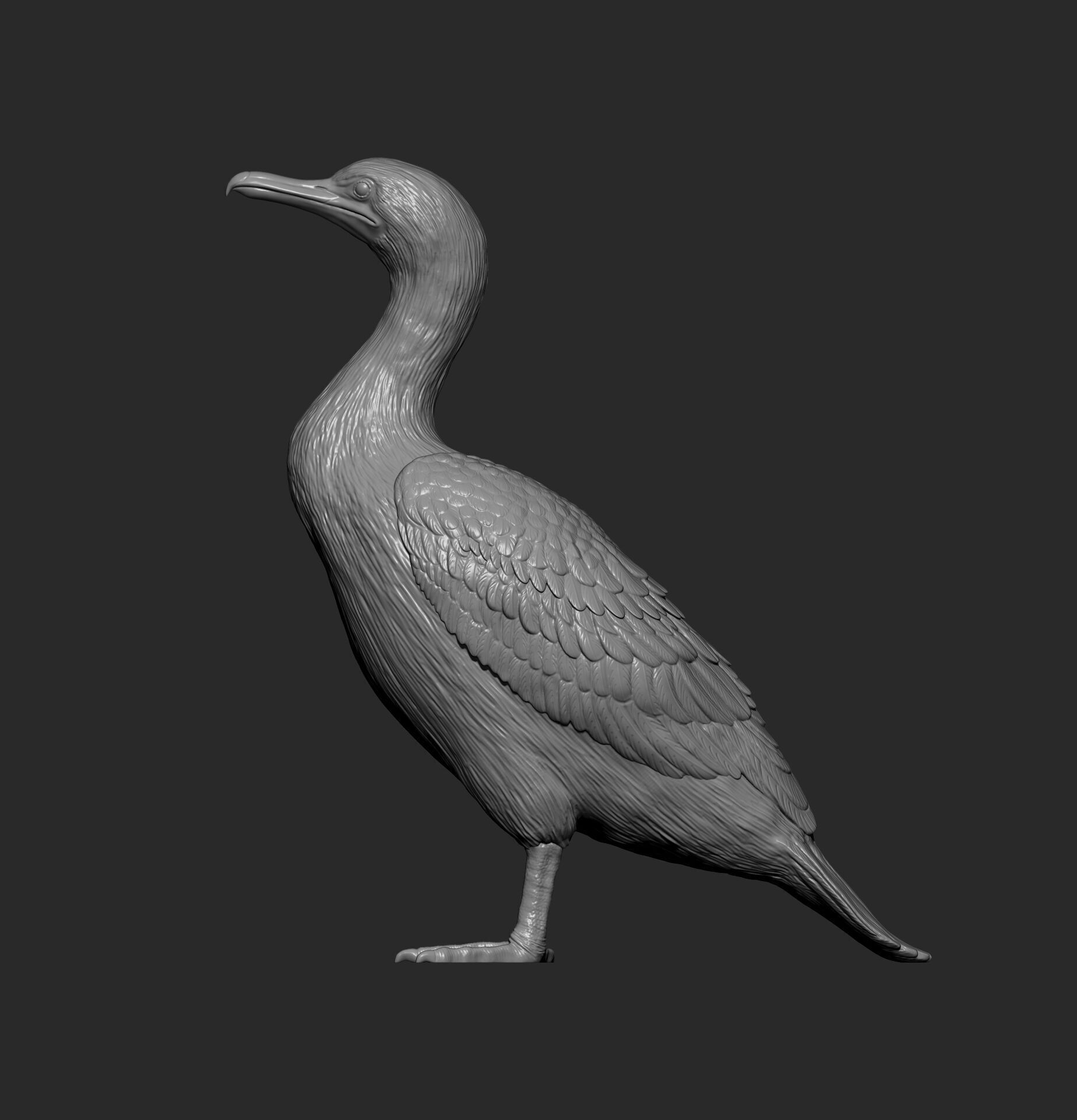 cormorant 3D print model_9