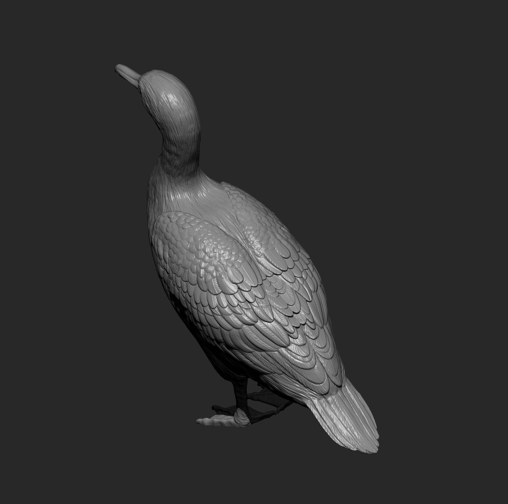 cormorant 3D print model_8