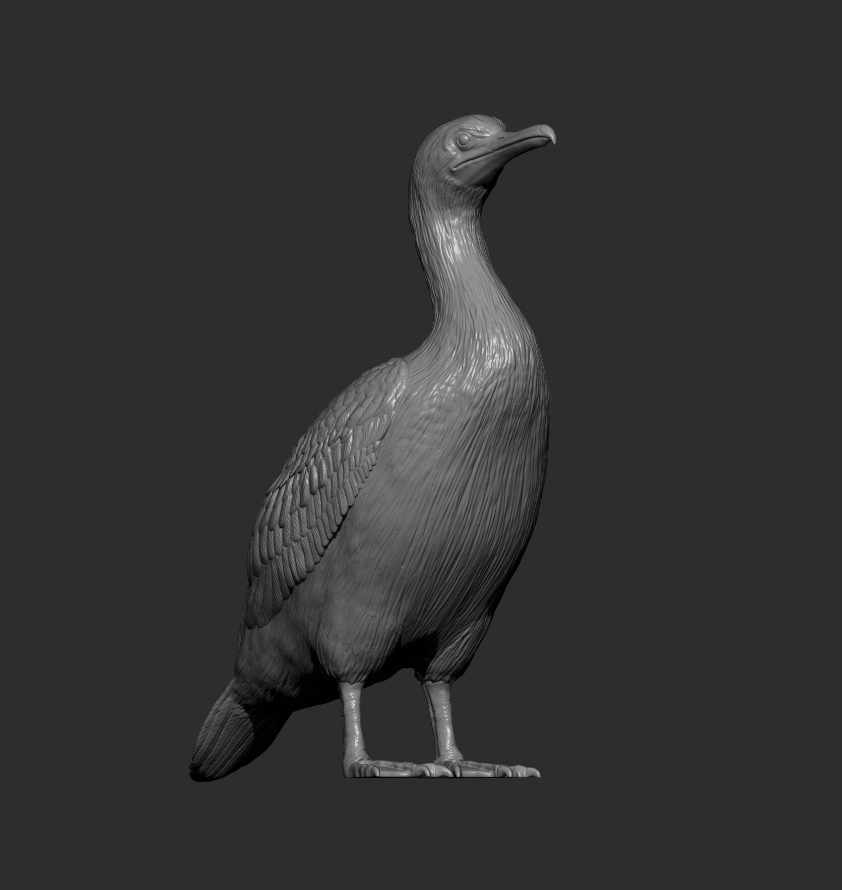 cormorant 3D print model_11