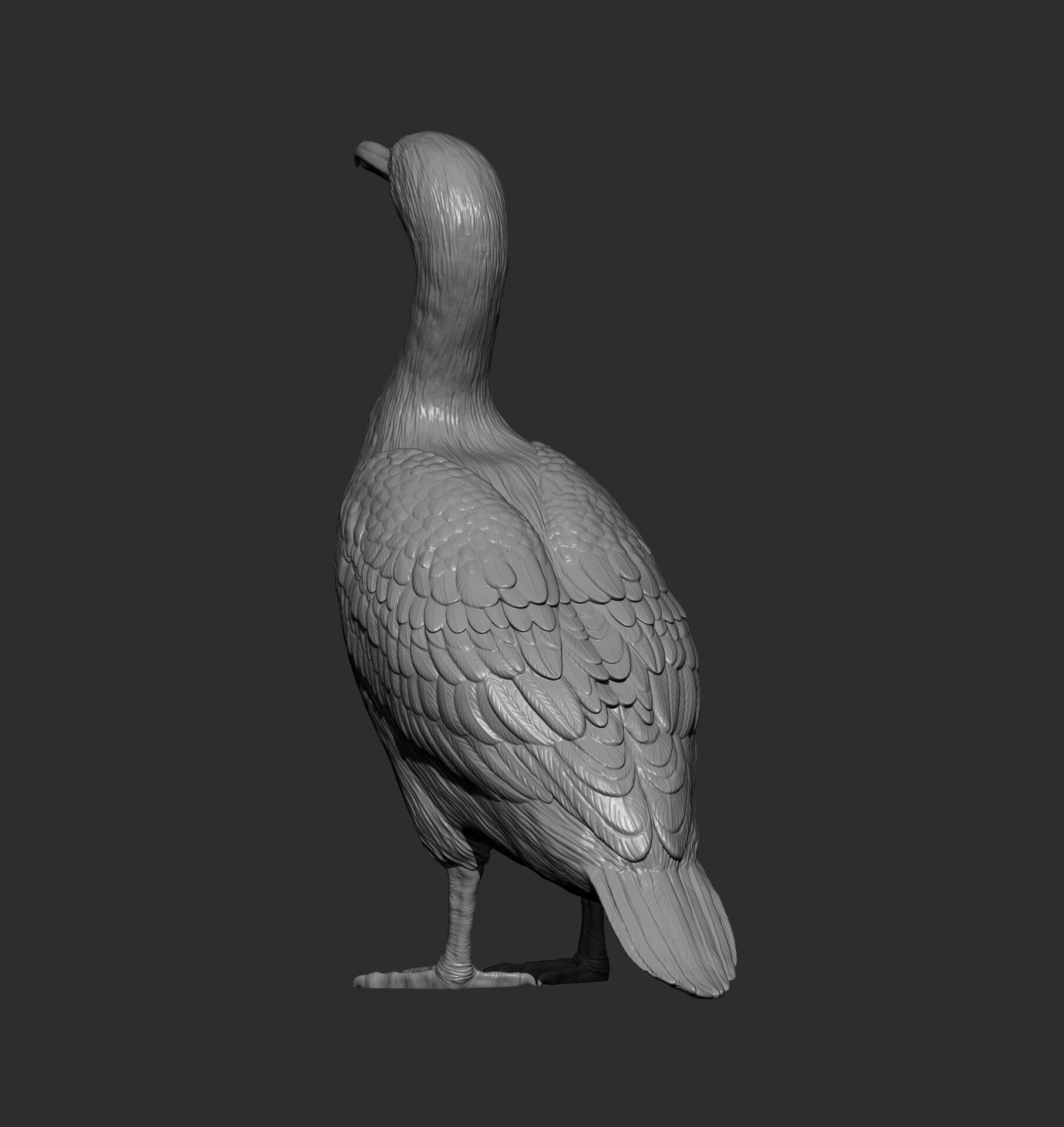cormorant 3D print model_6