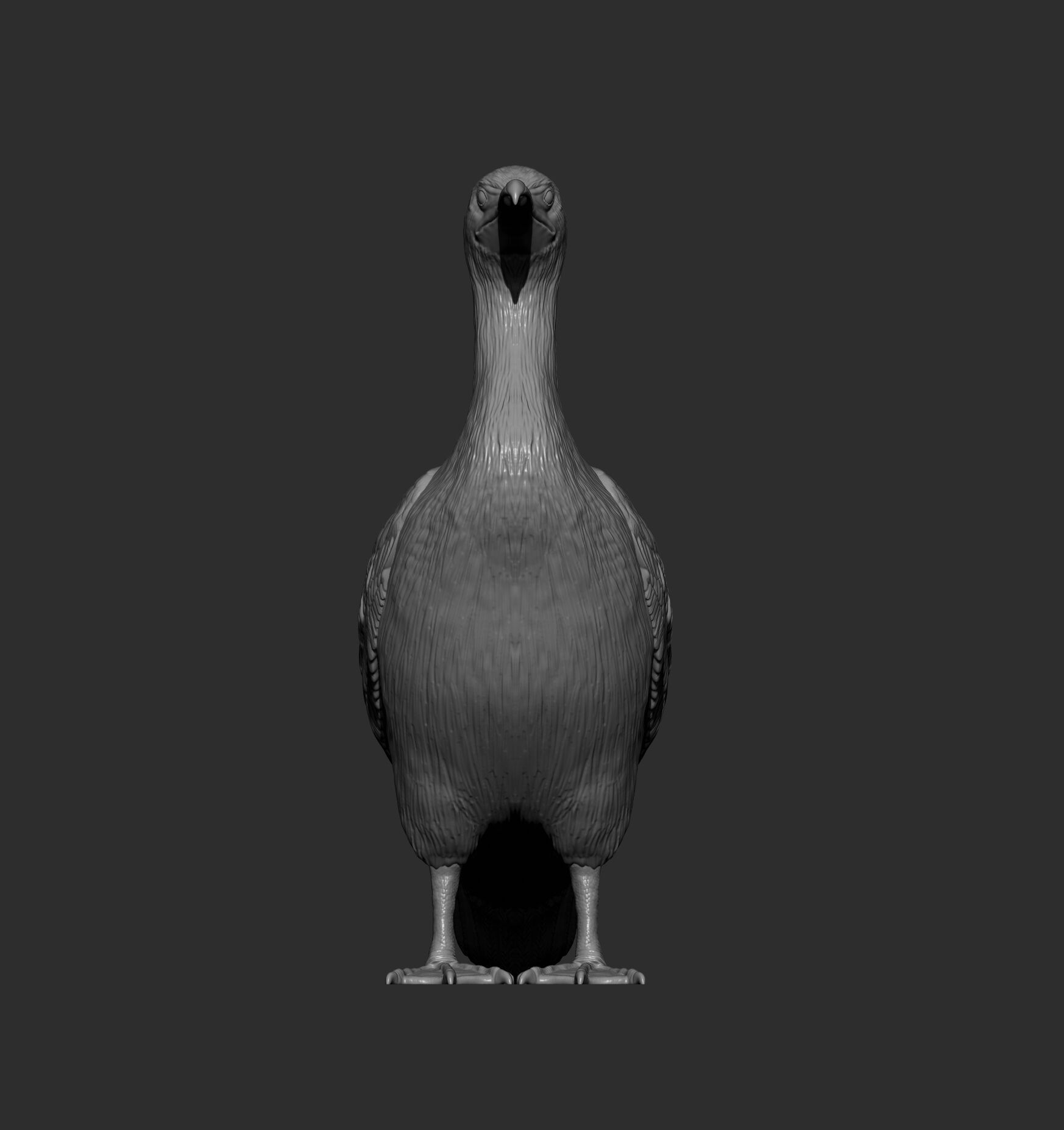cormorant 3D print model_10