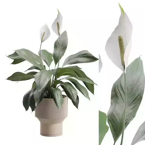 Potted Peace Lily Plant 3D model