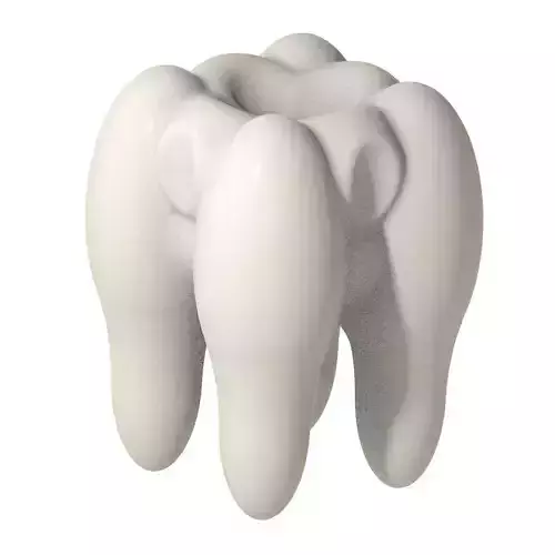 Premium Human Tooth