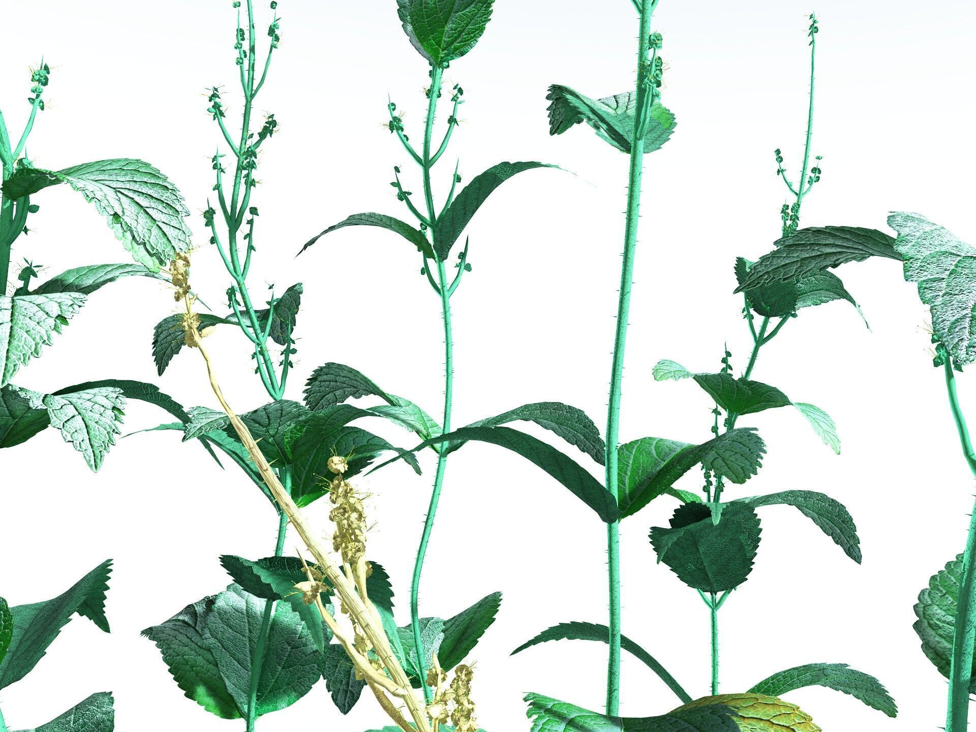 EVERYPlant Dog Mercury 3D model_9