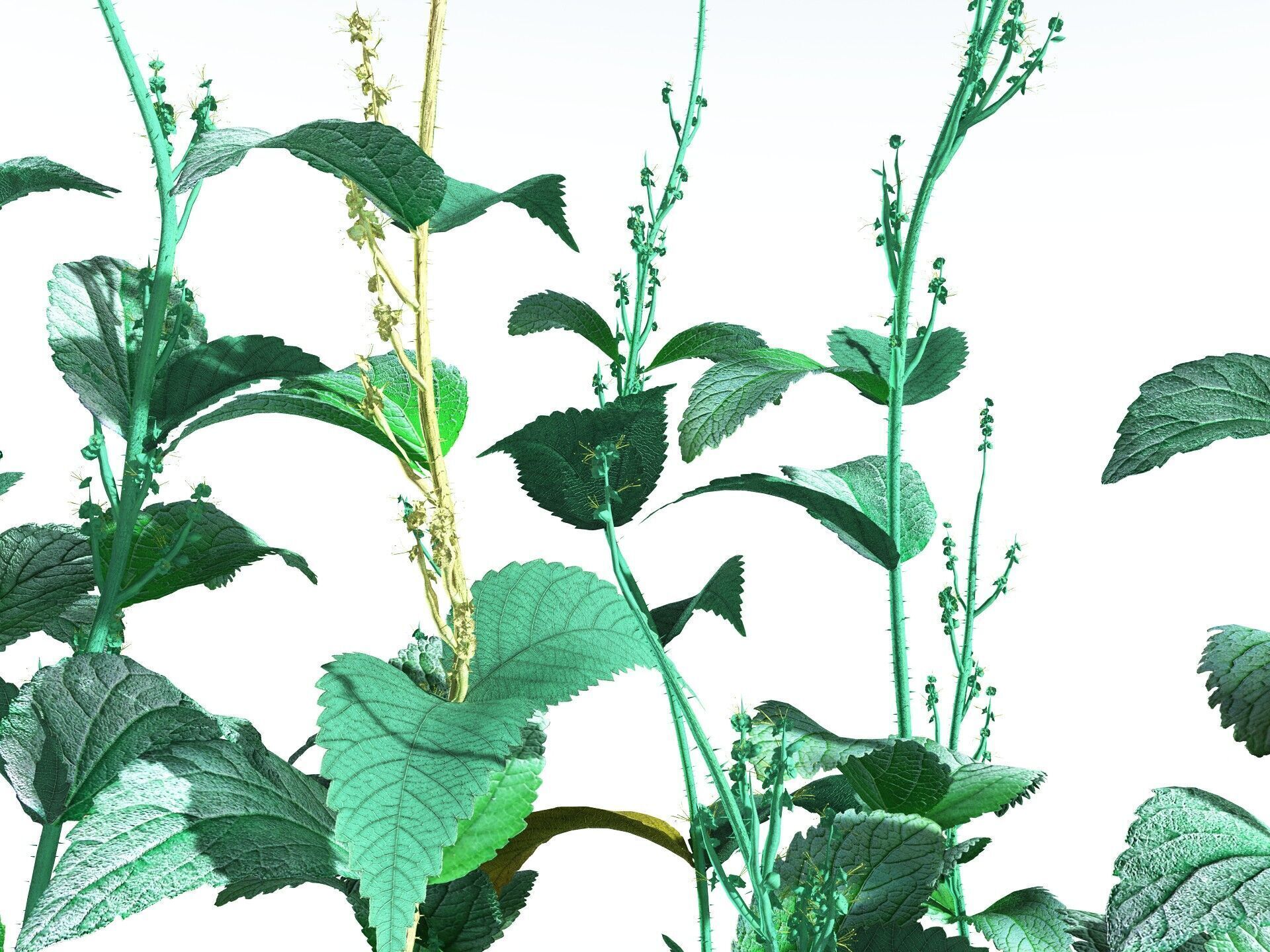 EVERYPlant Dog Mercury 3D model_1