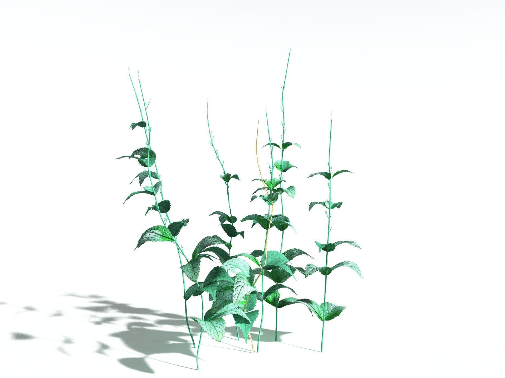 EVERYPlant Dog Mercury 3D model_24