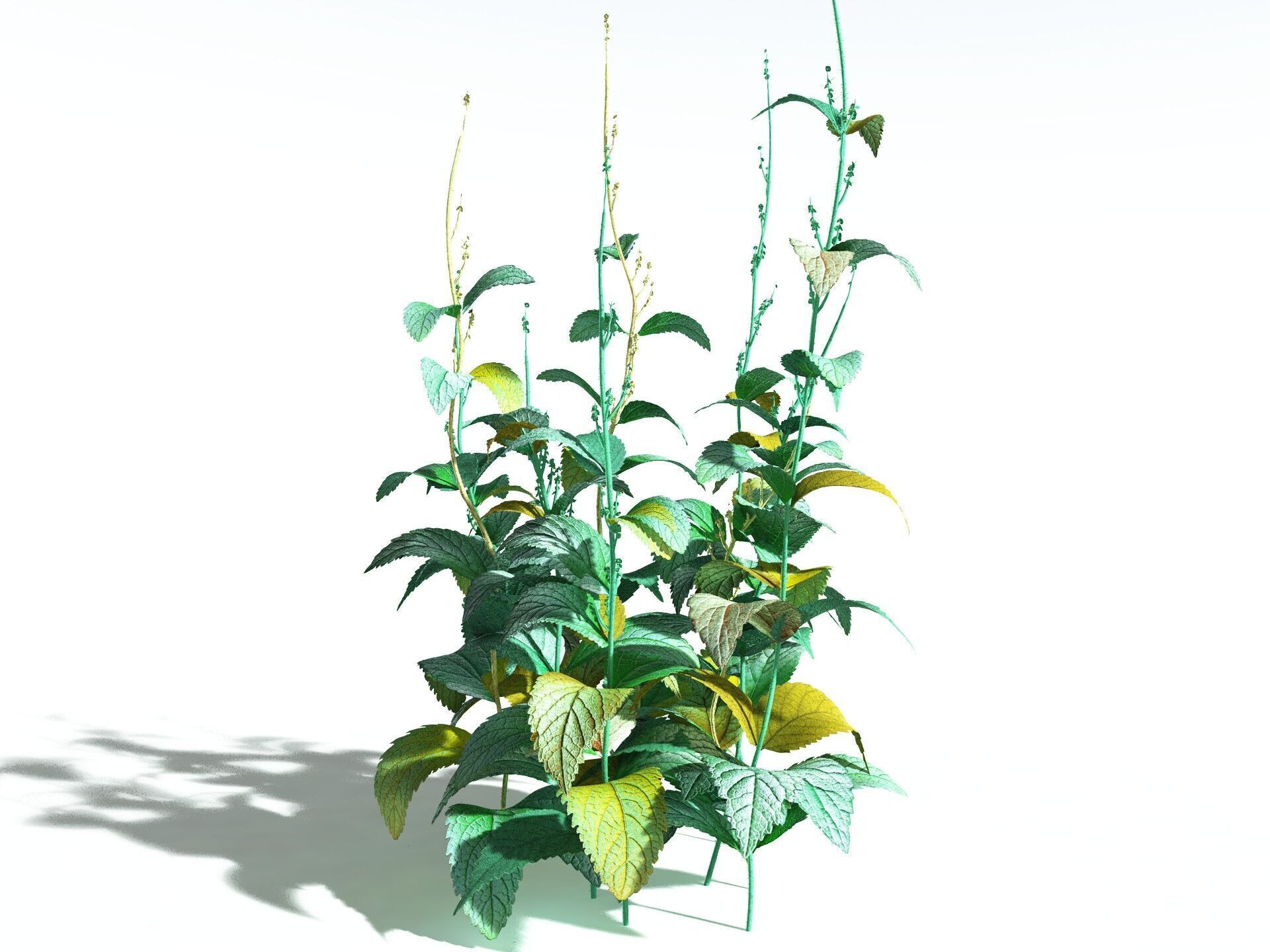 EVERYPlant Dog Mercury 3D model_12