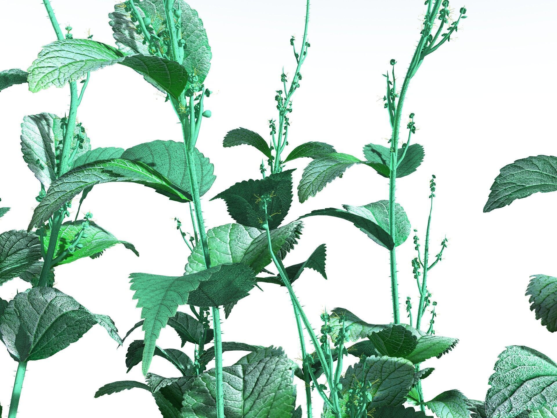 EVERYPlant Dog Mercury 3D model_11