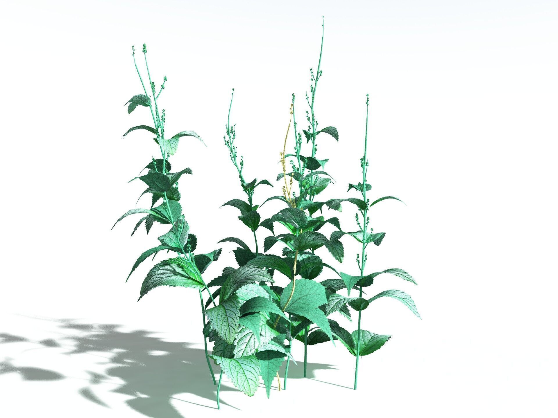 EVERYPlant Dog Mercury 3D model_4