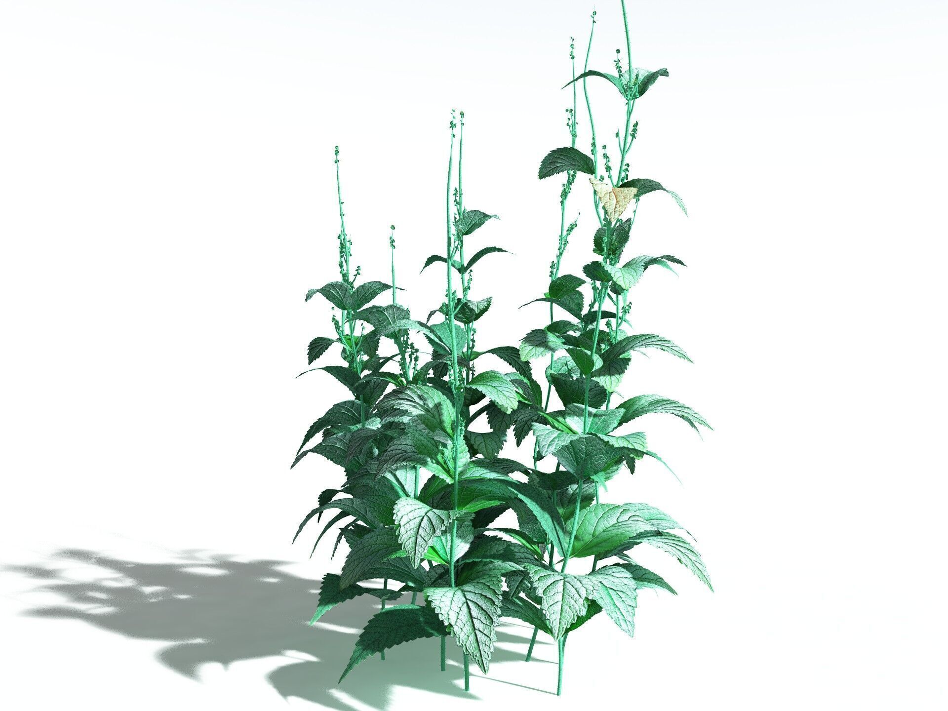 EVERYPlant Dog Mercury 3D model_2