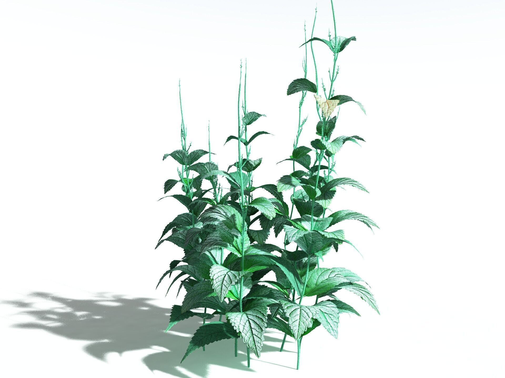 EVERYPlant Dog Mercury 3D model_22