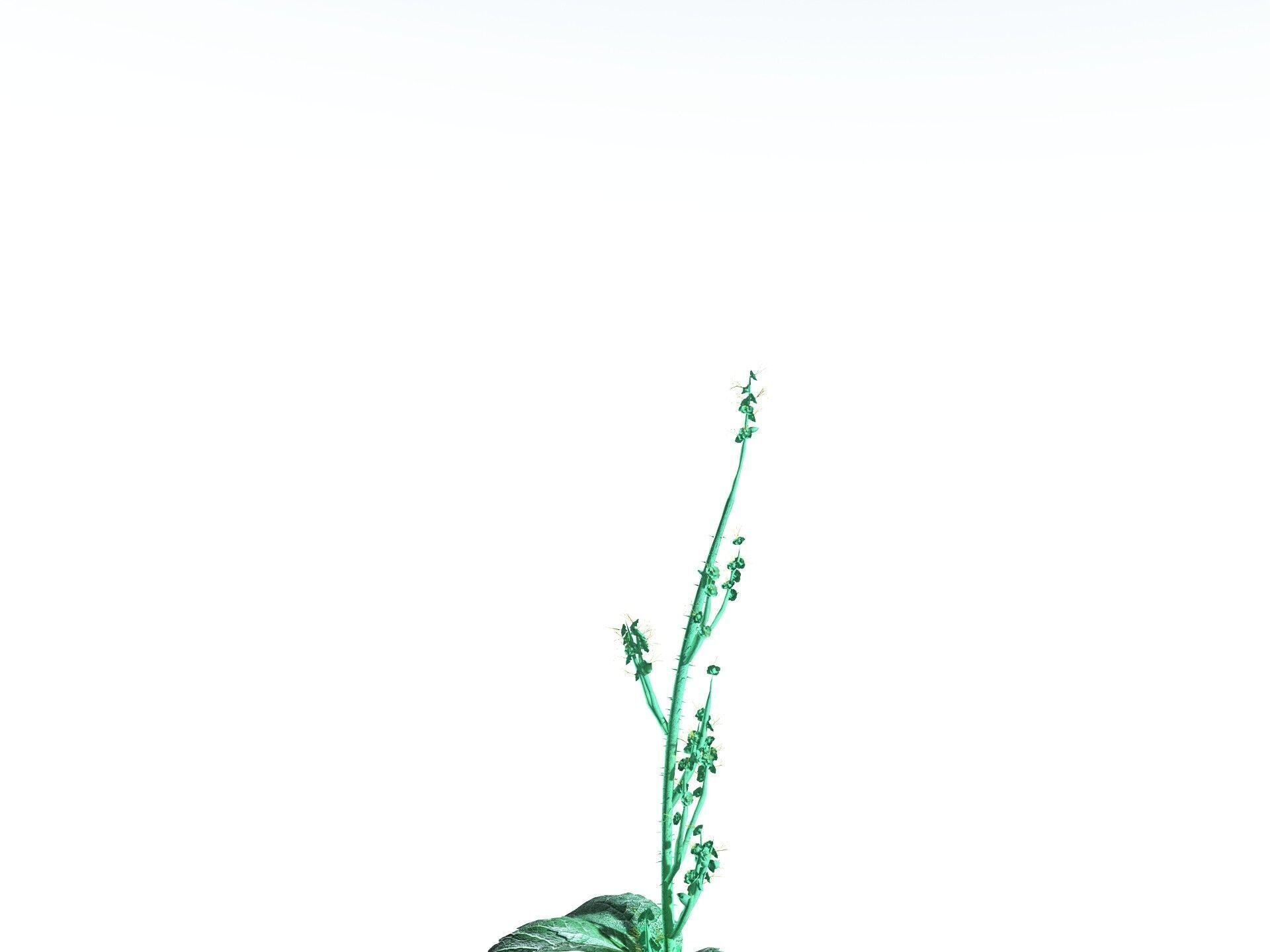 EVERYPlant Dog Mercury 3D model_31