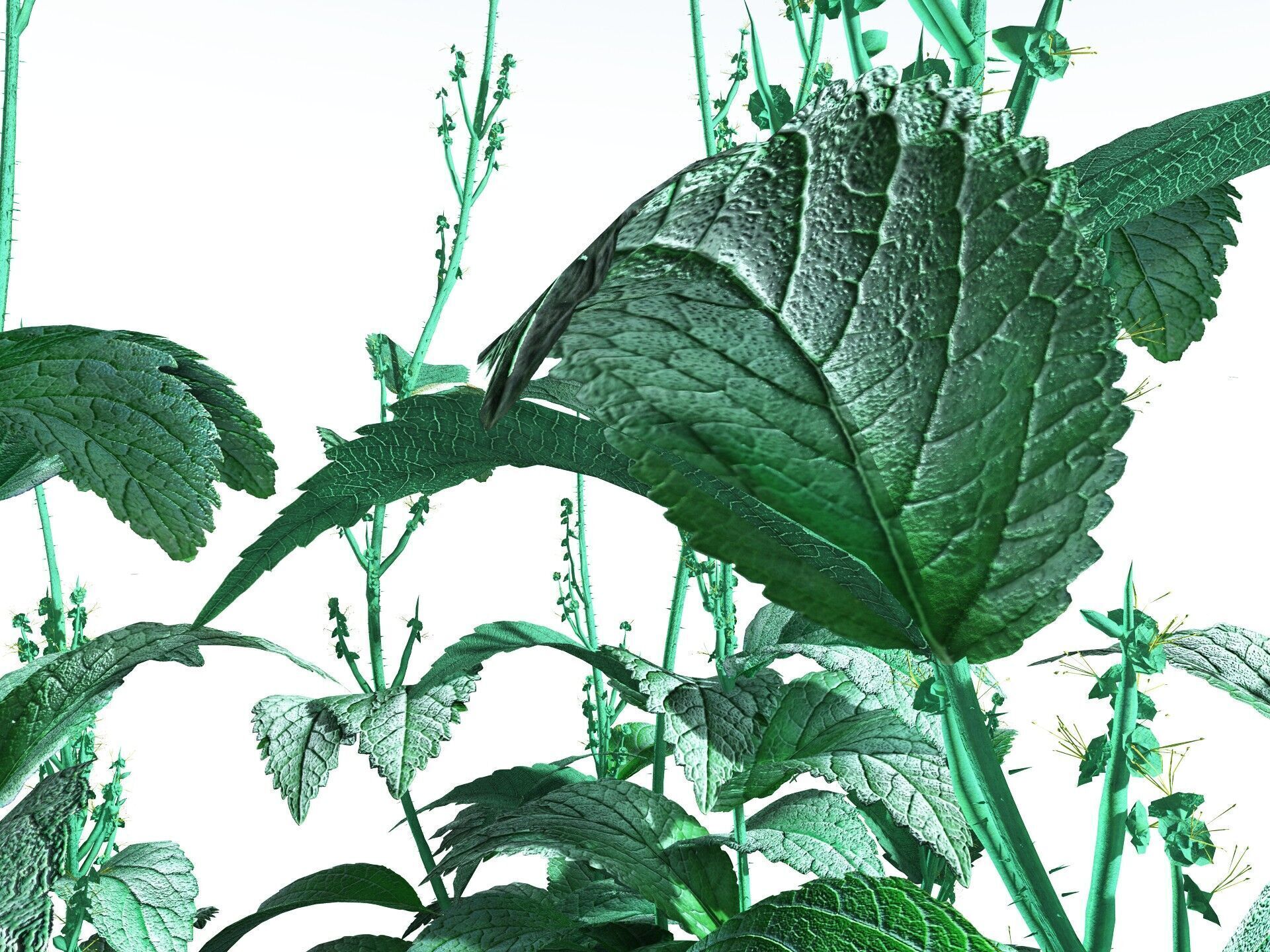EVERYPlant Dog Mercury 3D model_7