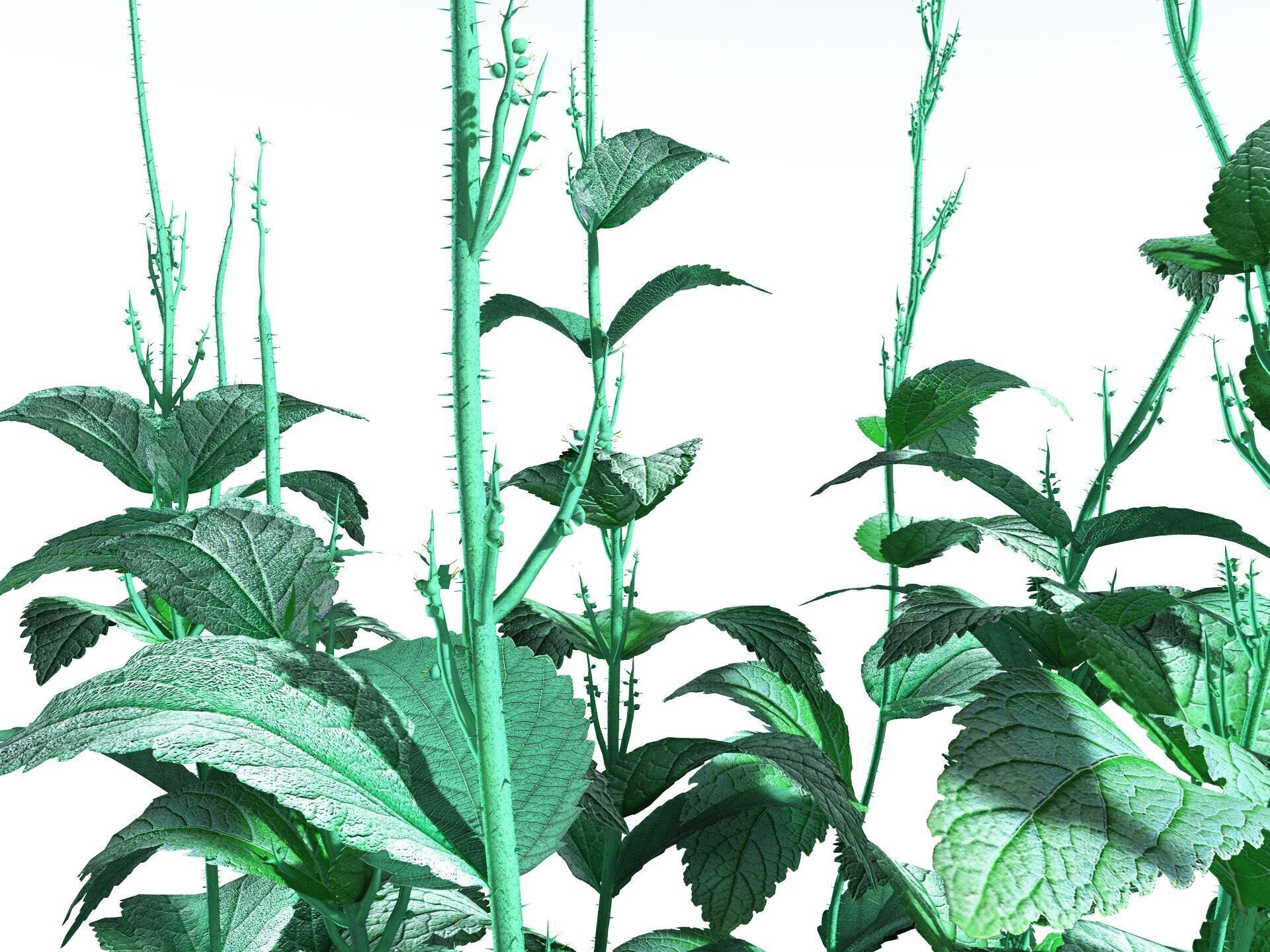 EVERYPlant Dog Mercury 3D model_23
