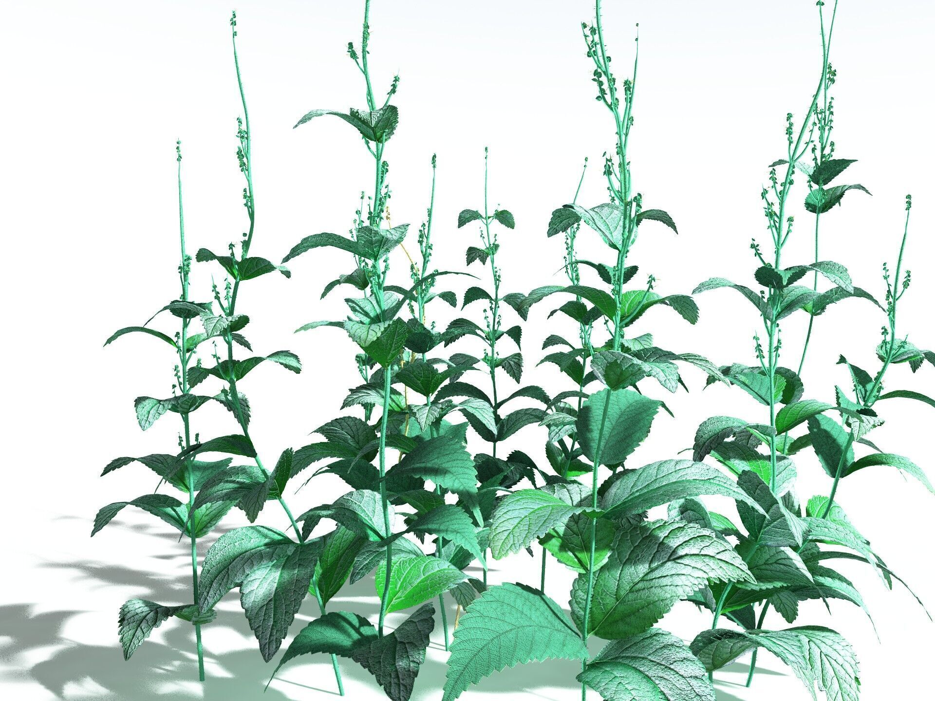EVERYPlant Dog Mercury 3D model_34