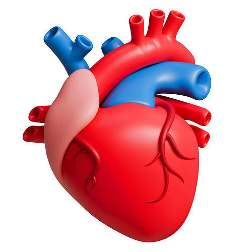 Heart anatomy Low-poly 3D model