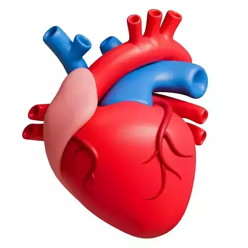 Heart anatomy