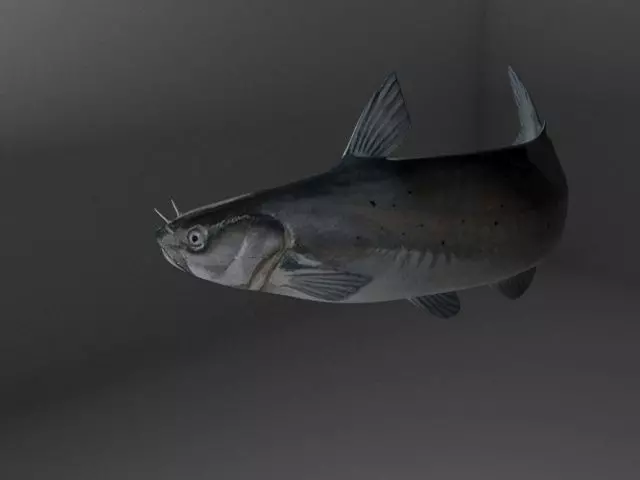 Animated Fish Model 3D model