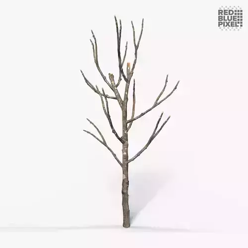 Tree 02