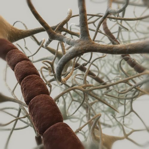 Closed neural network 3D model