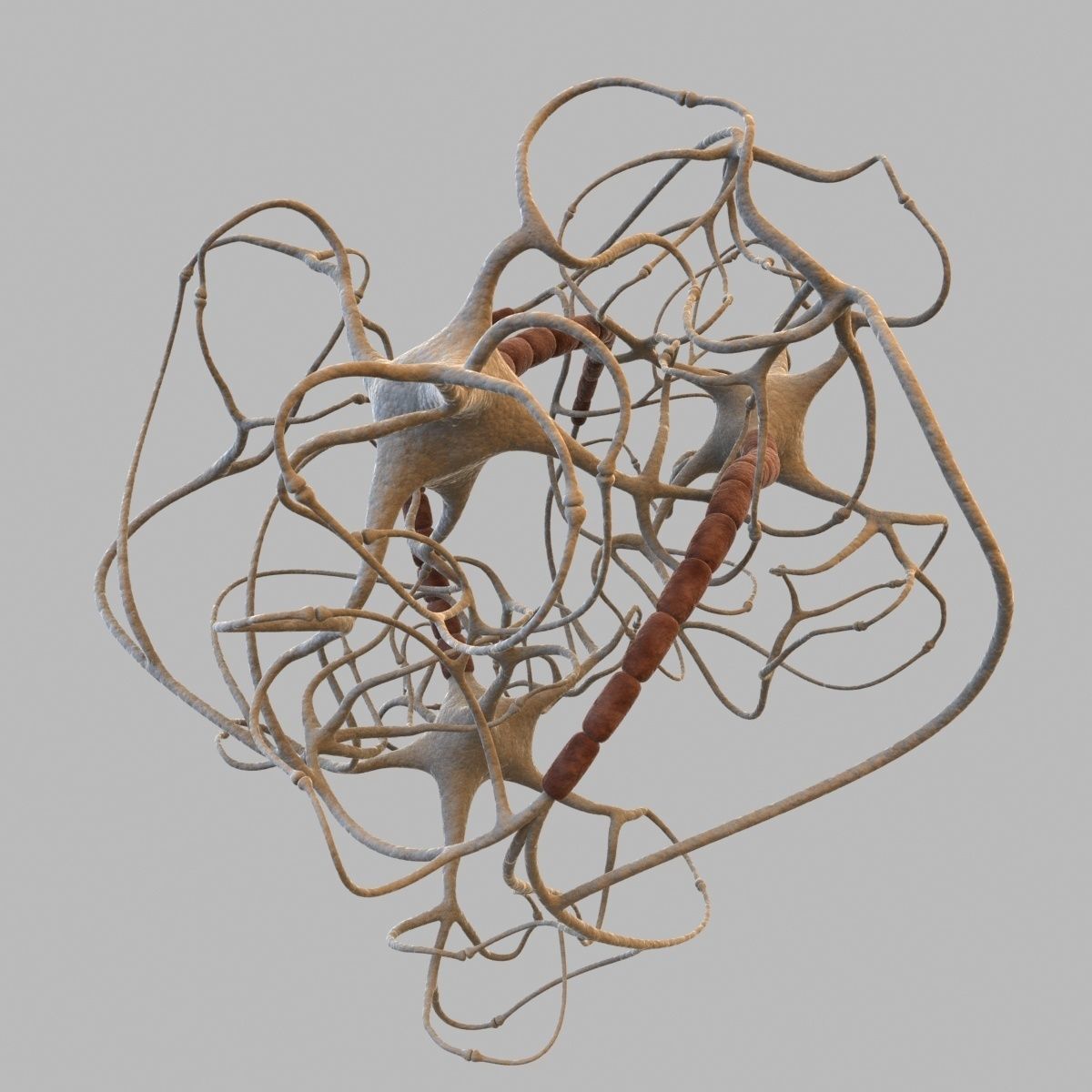 Closed neural network 3D model_4