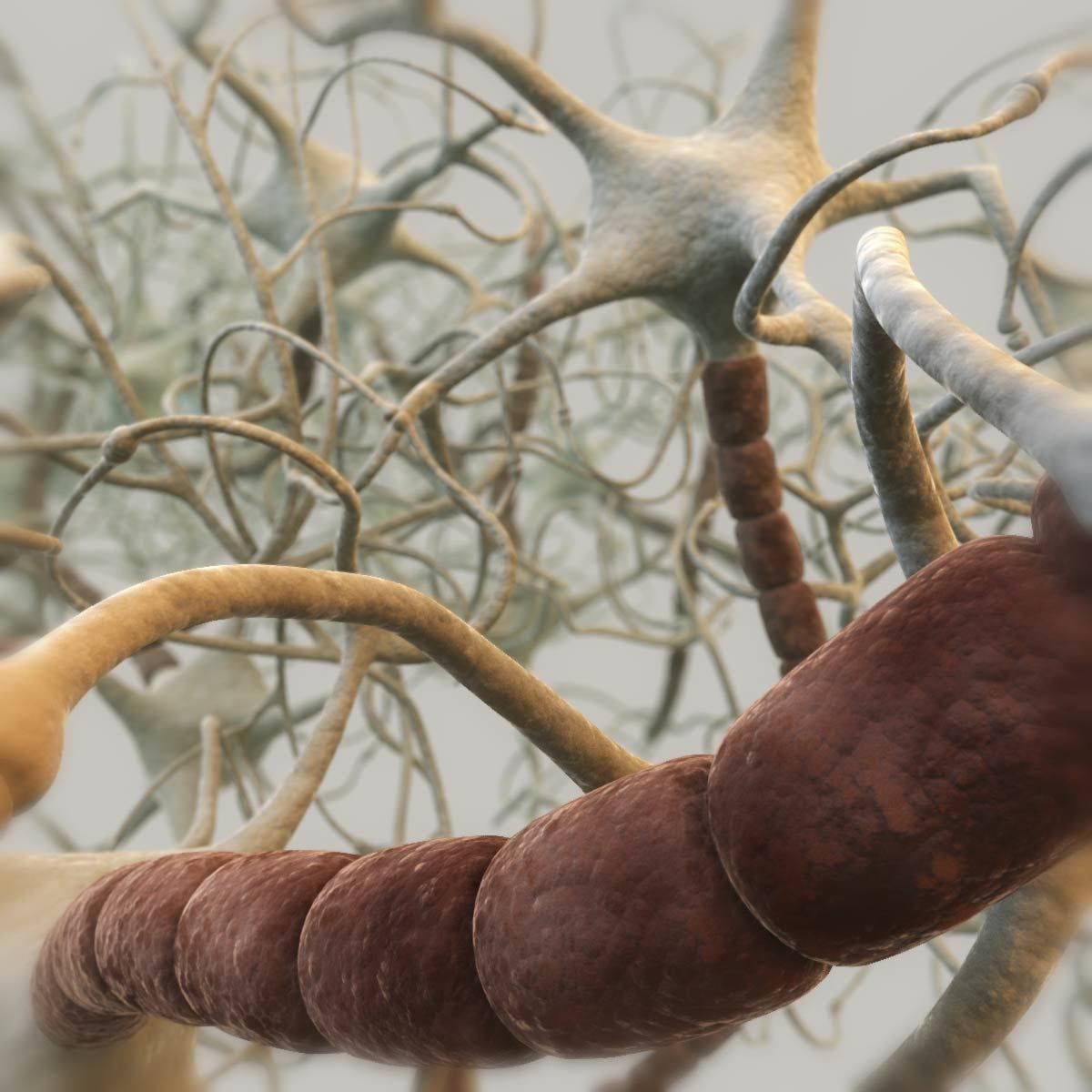 Closed neural network 3D model_2