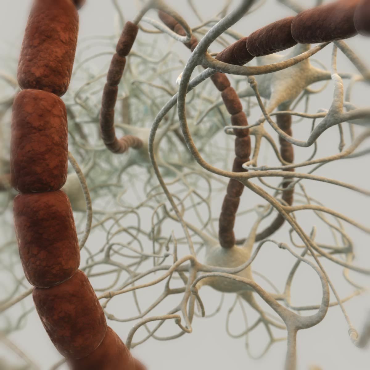 Closed neural network 3D model_5