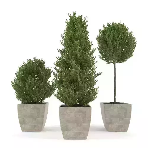 Boxwood - Set 1 cypress tree in concrete pot