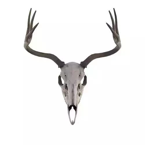 Deer Skull