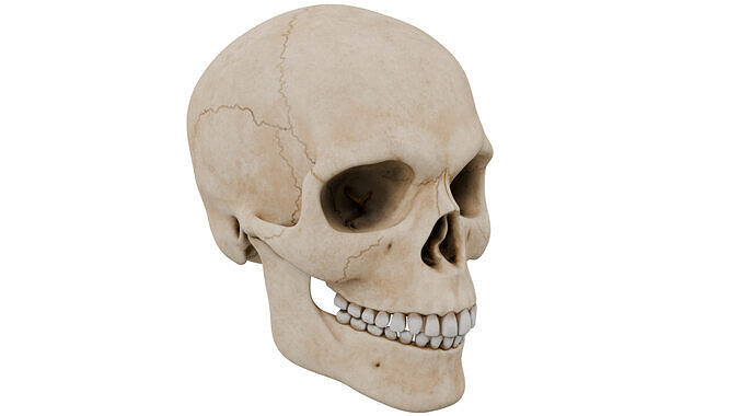 Skull 3D model