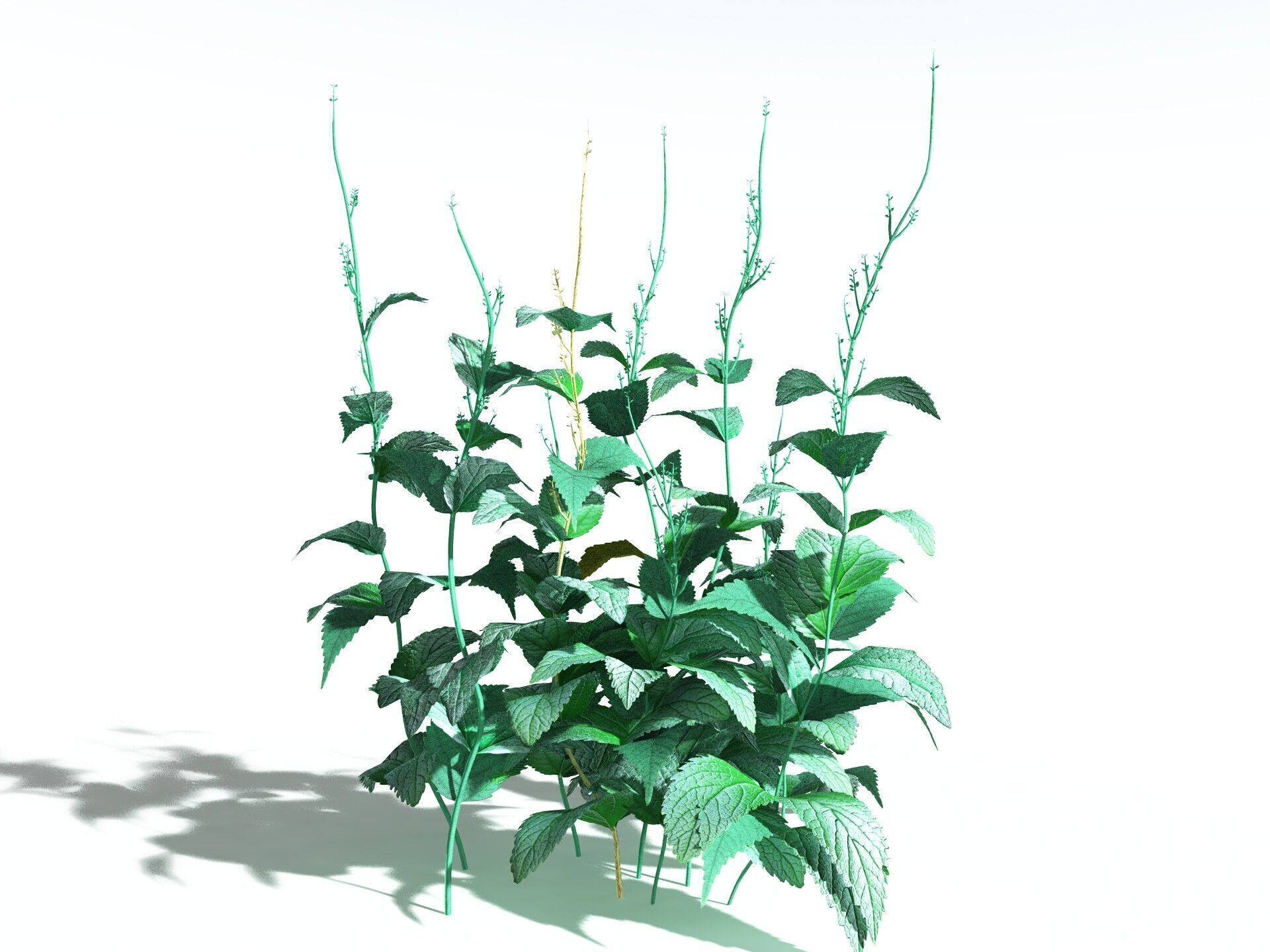 EVERYPlant Dog Mercury LowPoly Low-poly 3D model_20