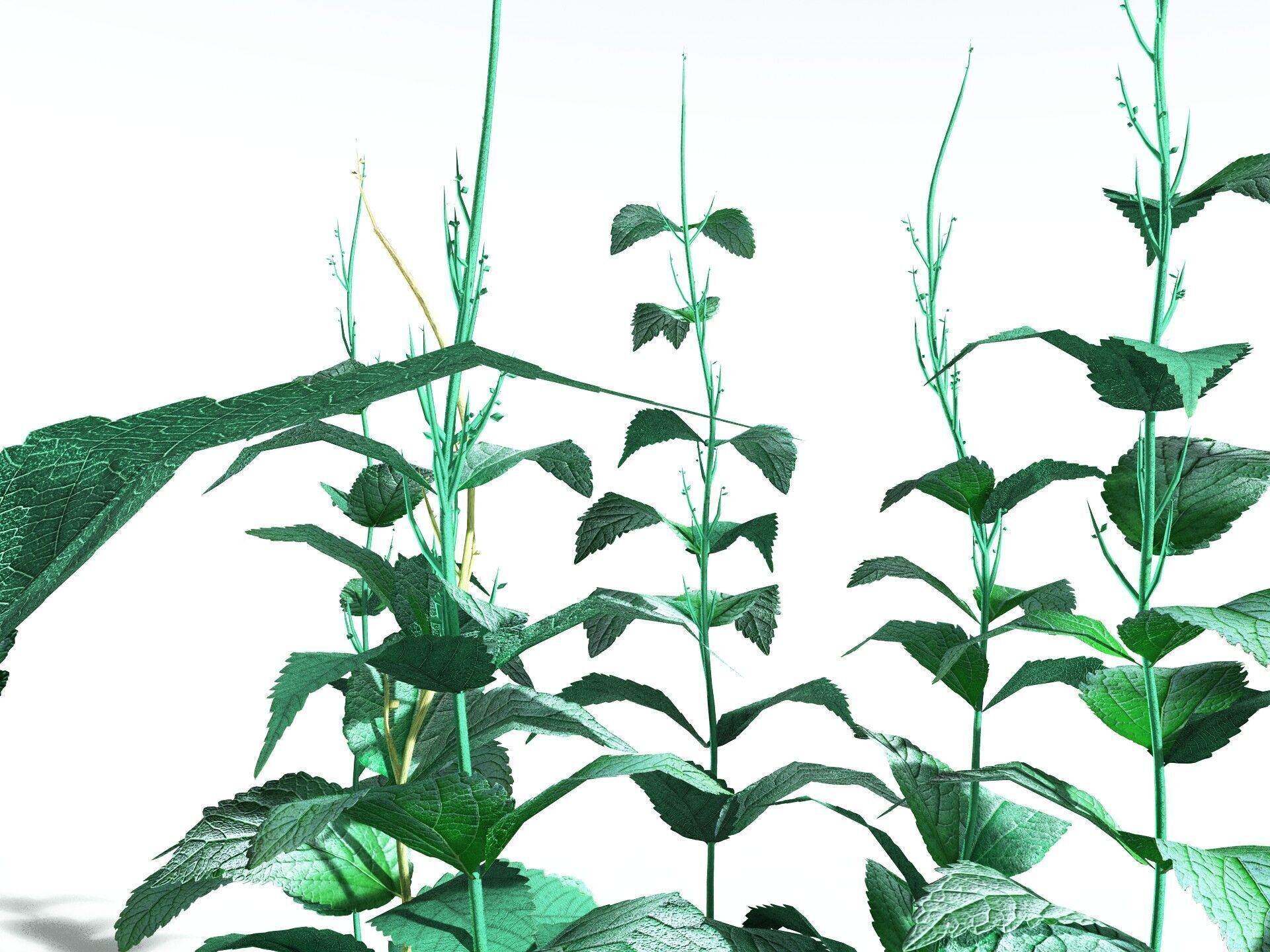 EVERYPlant Dog Mercury LowPoly Low-poly 3D model_35