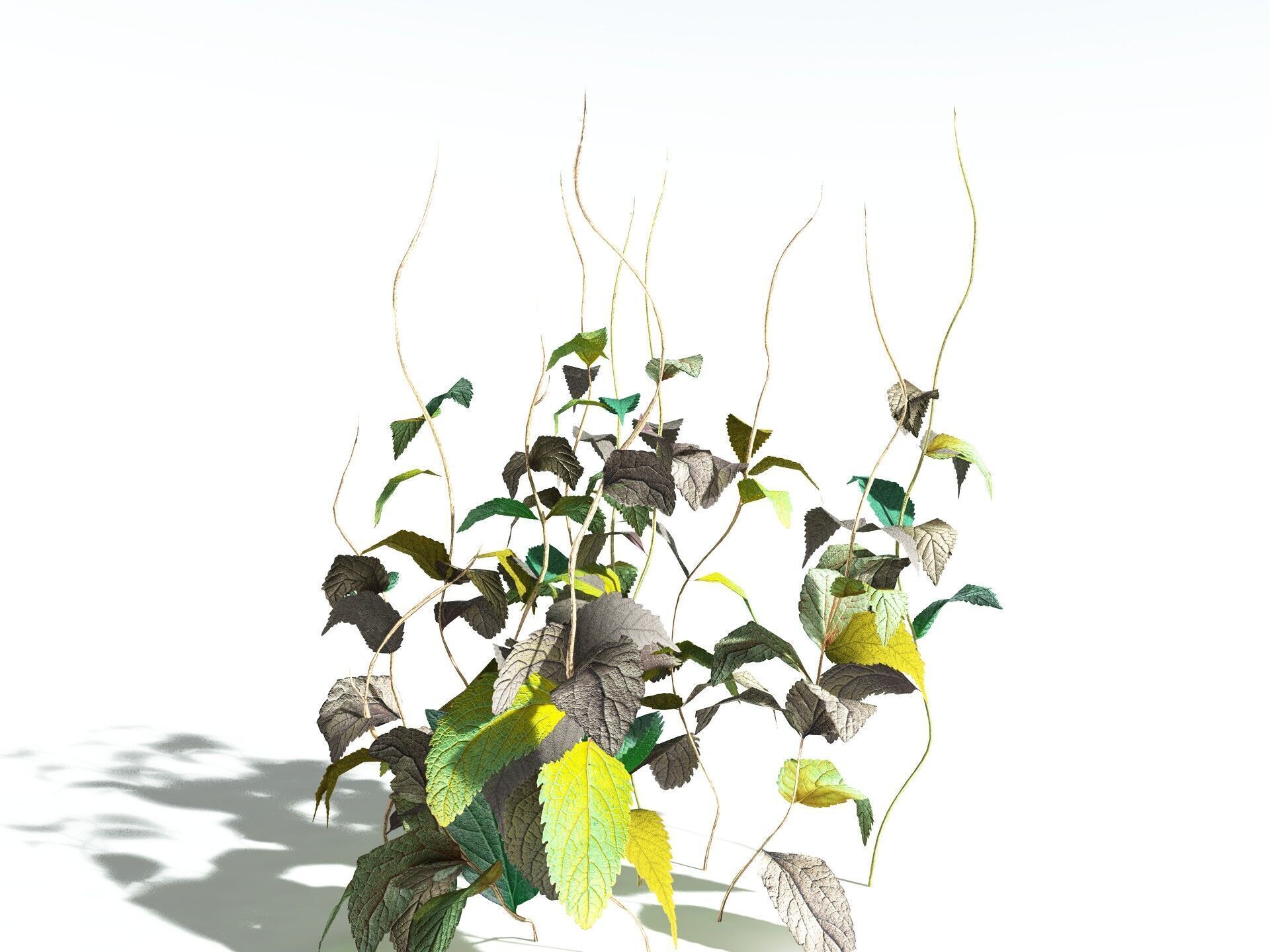 EVERYPlant Dog Mercury LowPoly Low-poly 3D model_16