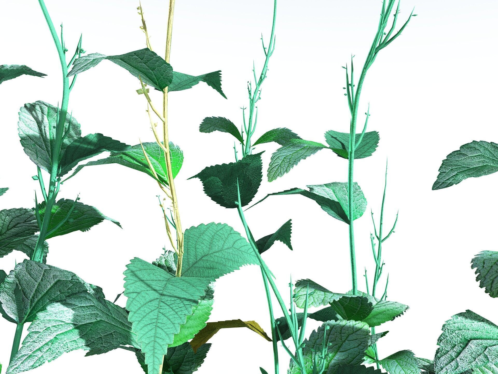 EVERYPlant Dog Mercury LowPoly Low-poly 3D model_1