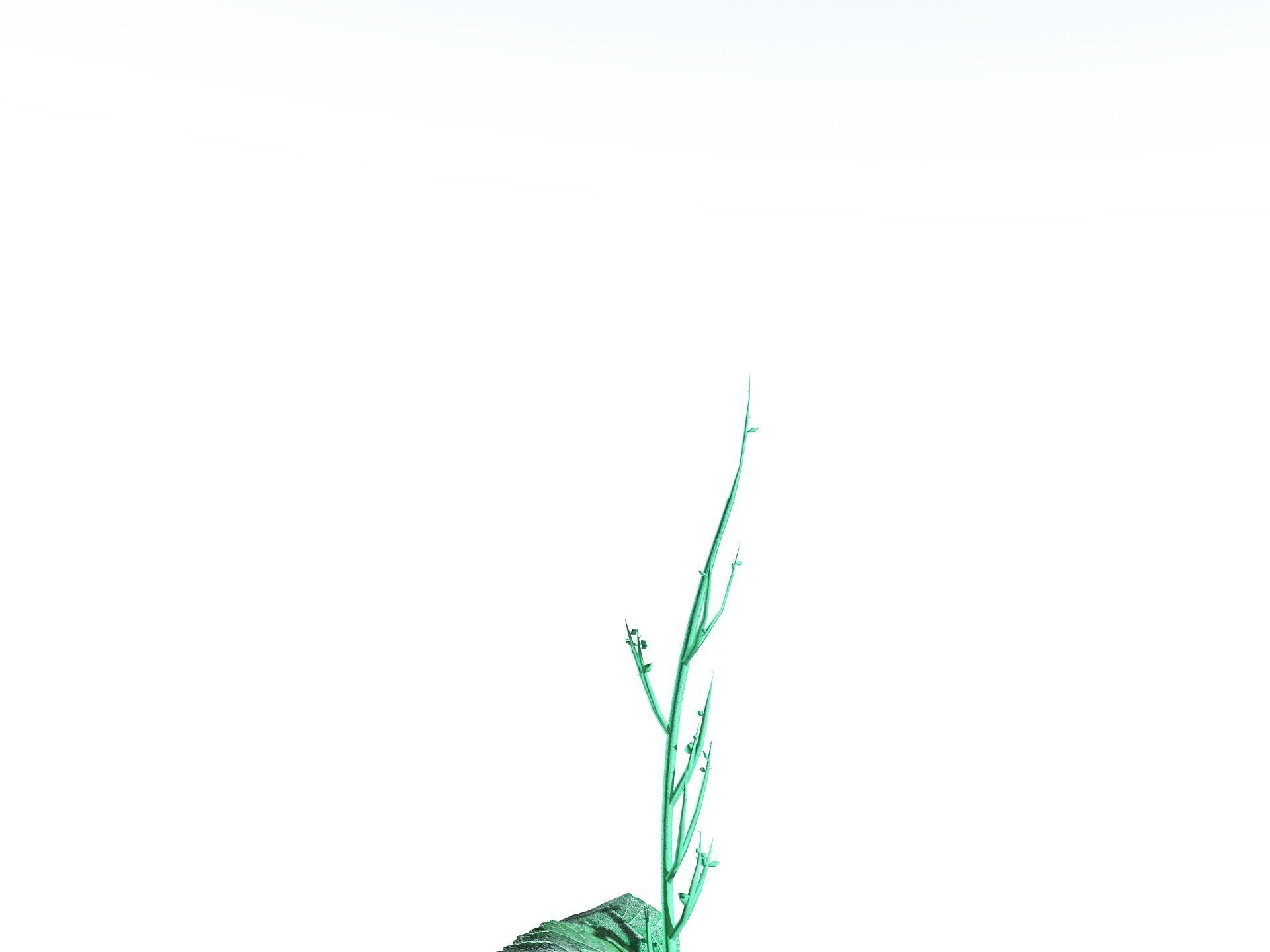 EVERYPlant Dog Mercury LowPoly Low-poly 3D model_31