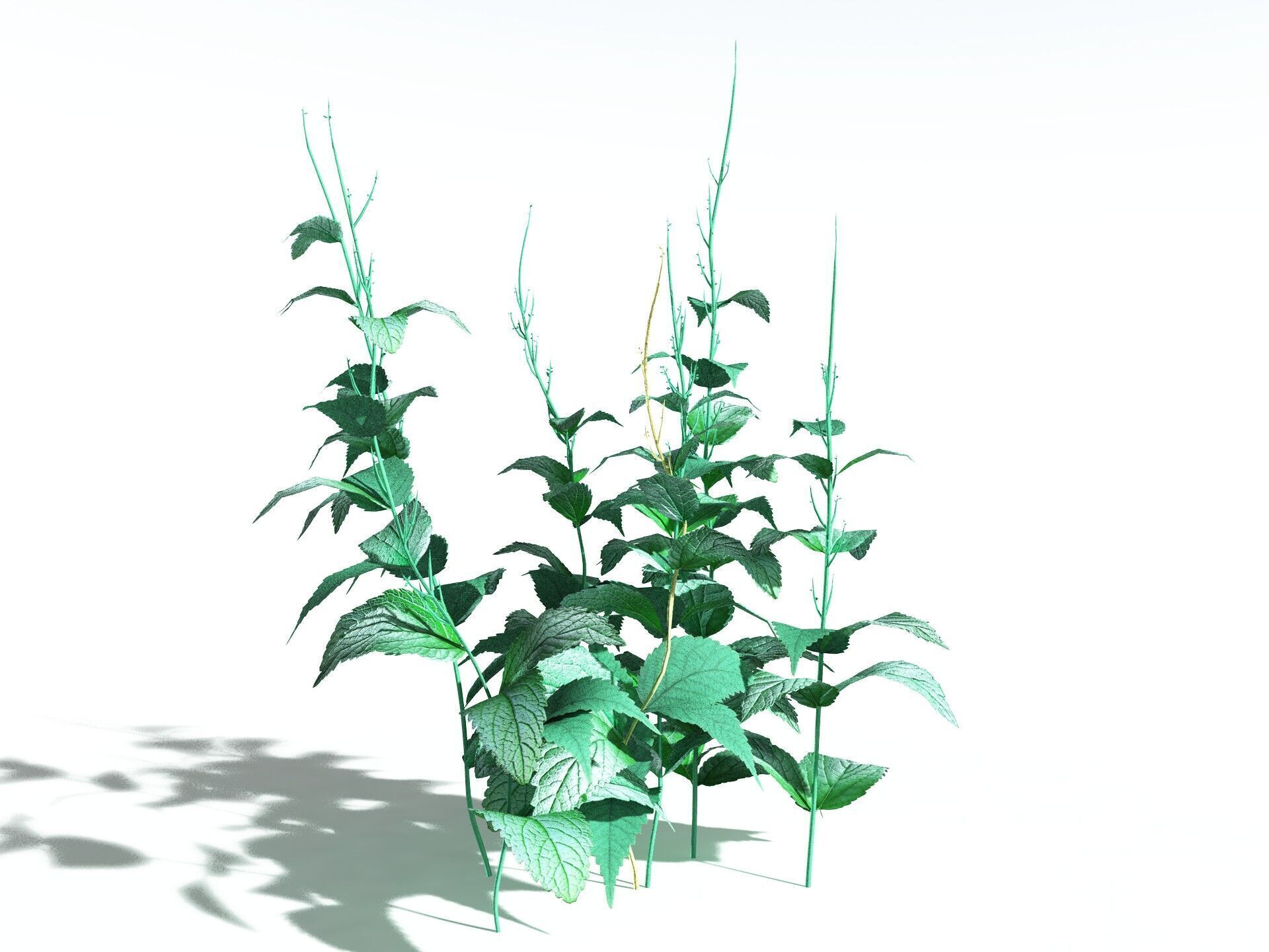EVERYPlant Dog Mercury LowPoly Low-poly 3D model_4