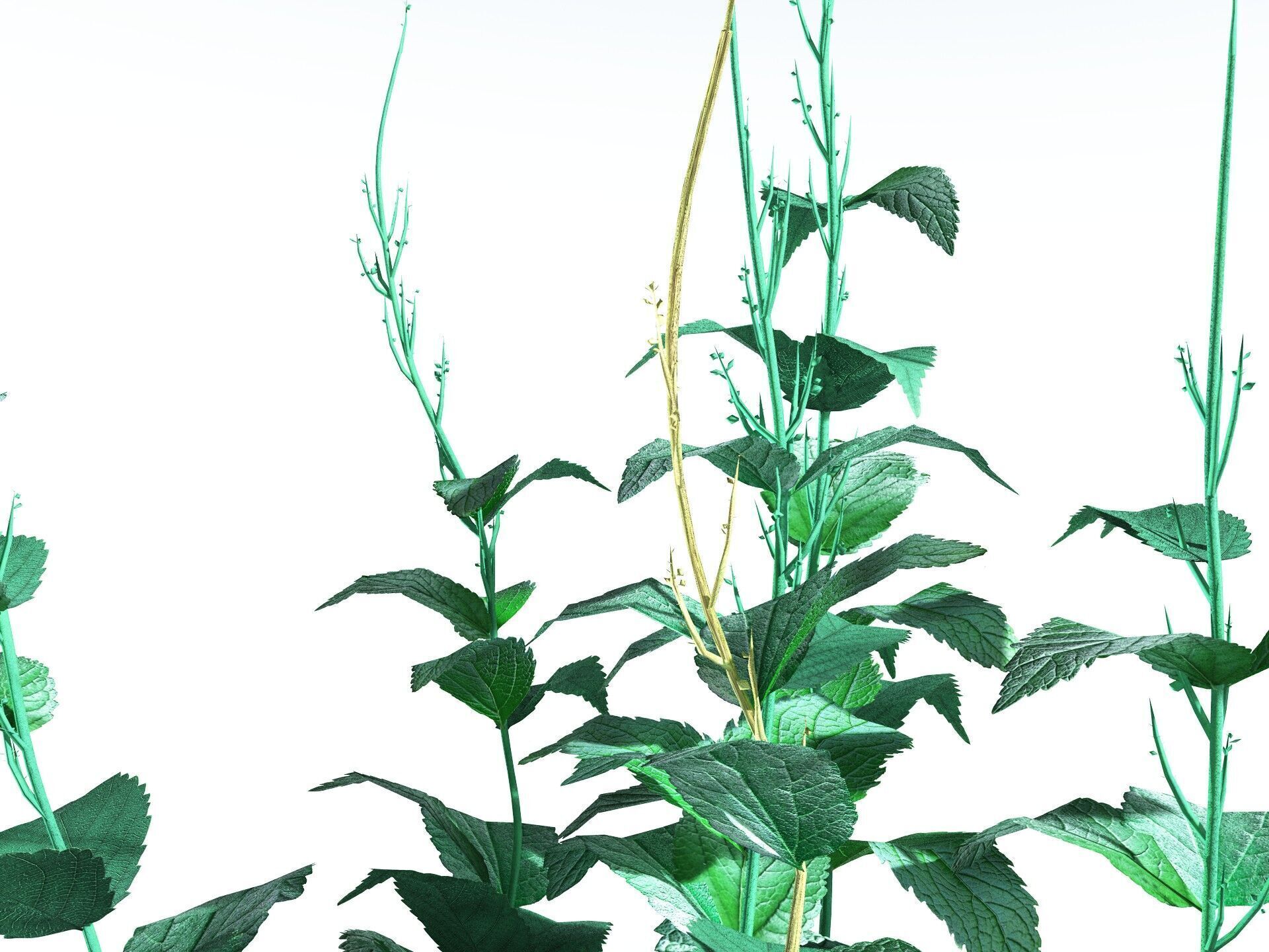 EVERYPlant Dog Mercury LowPoly Low-poly 3D model_5