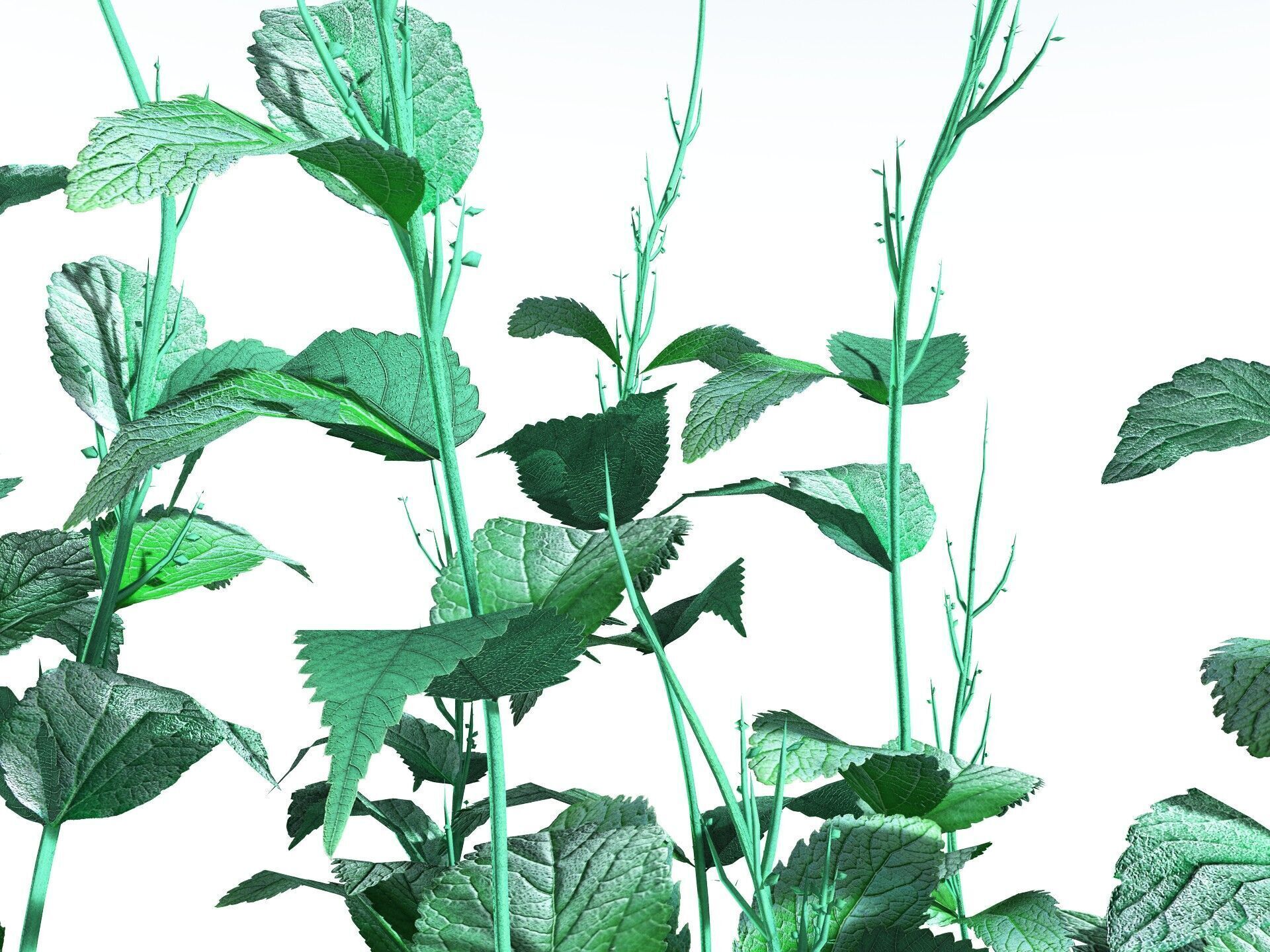 EVERYPlant Dog Mercury LowPoly Low-poly 3D model_11