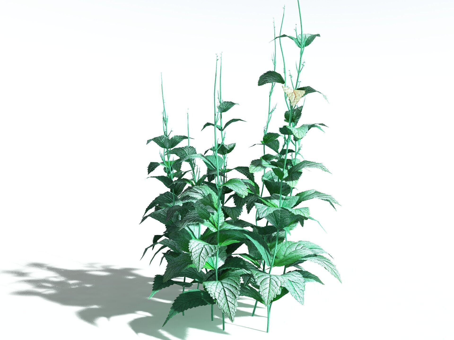 EVERYPlant Dog Mercury LowPoly Low-poly 3D model_2