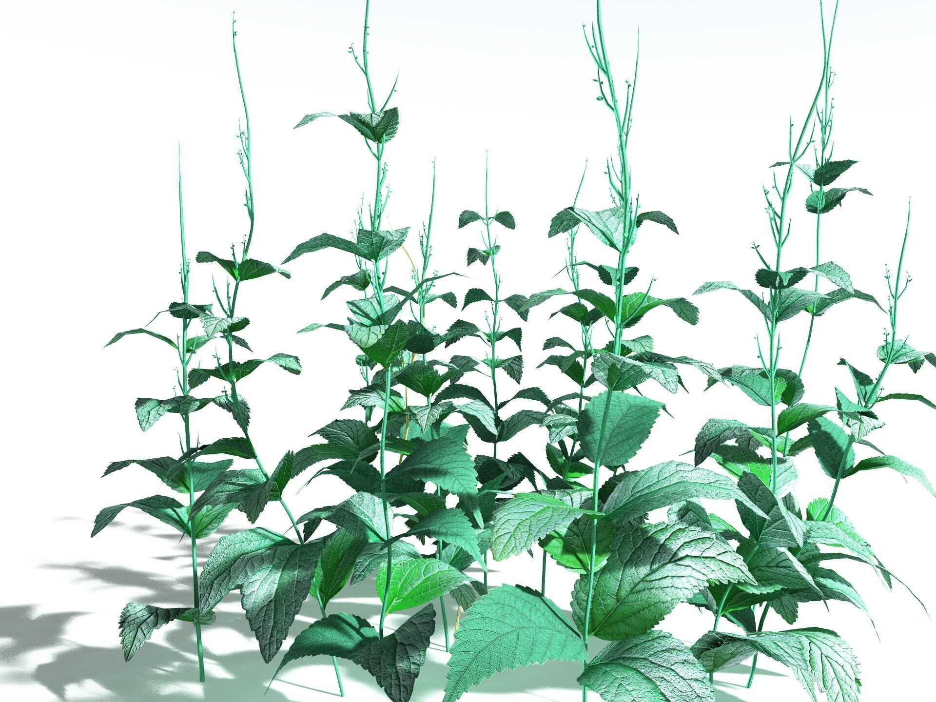 EVERYPlant Dog Mercury LowPoly Low-poly 3D model_34