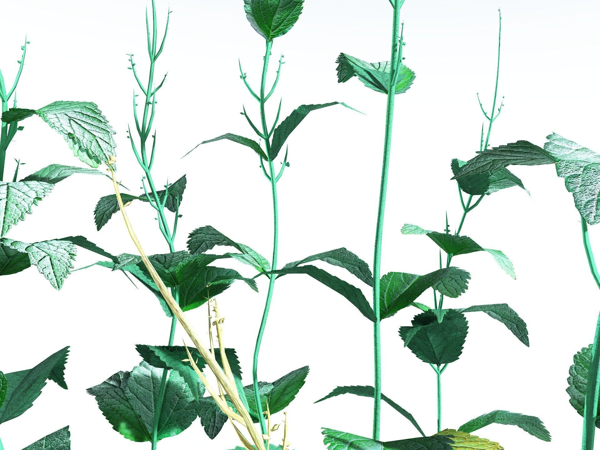 EVERYPlant Dog Mercury LowPoly Low-poly 3D model_9