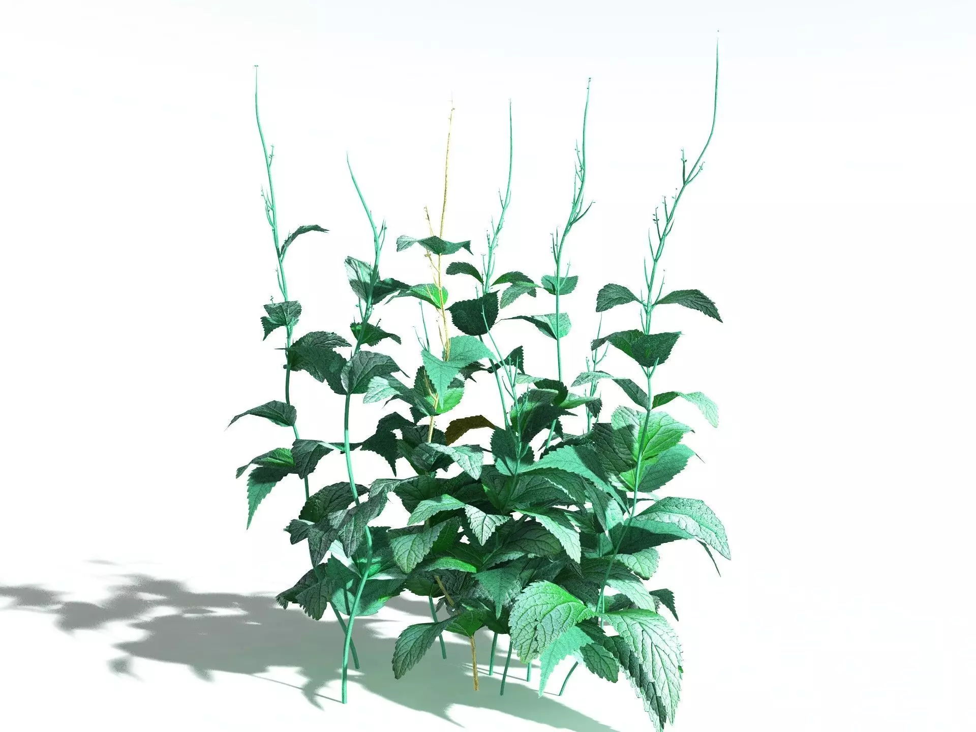 EVERYPlant Dog Mercury LowPoly Low-poly 3D model_0