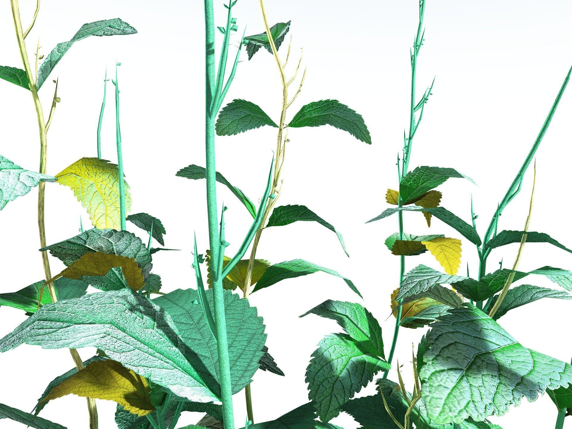 EVERYPlant Dog Mercury LowPoly Low-poly 3D model_13