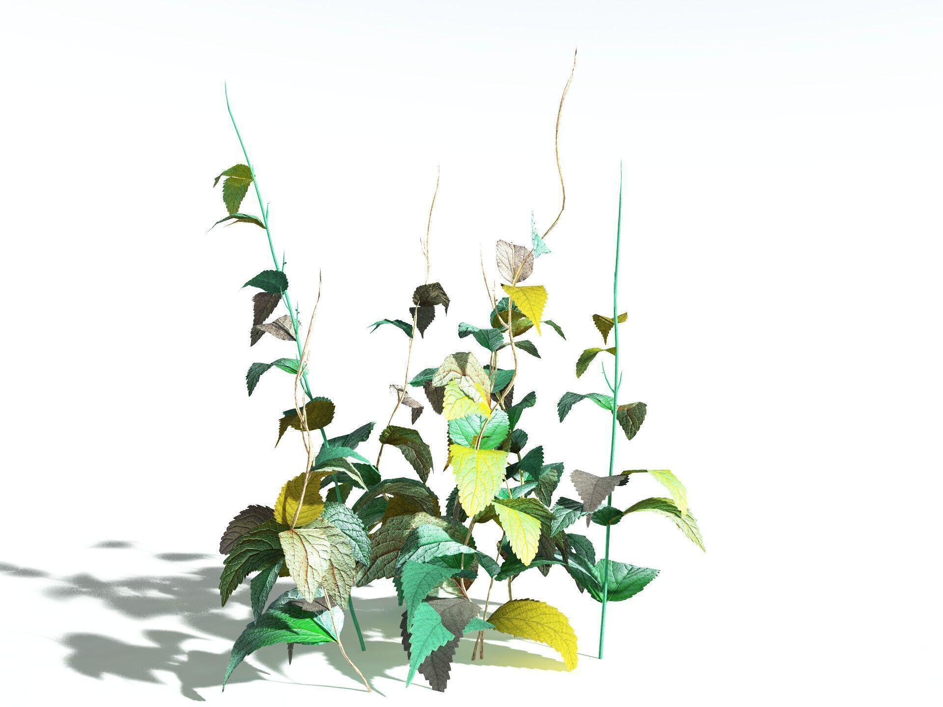 EVERYPlant Dog Mercury LowPoly Low-poly 3D model_14