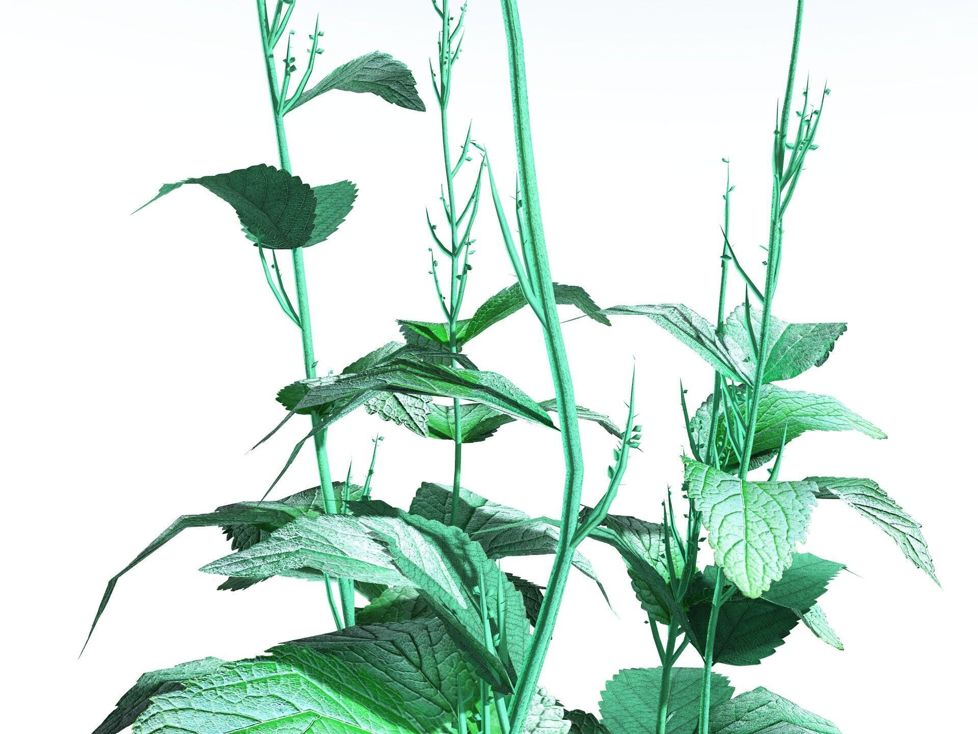 EVERYPlant Dog Mercury LowPoly Low-poly 3D model_33