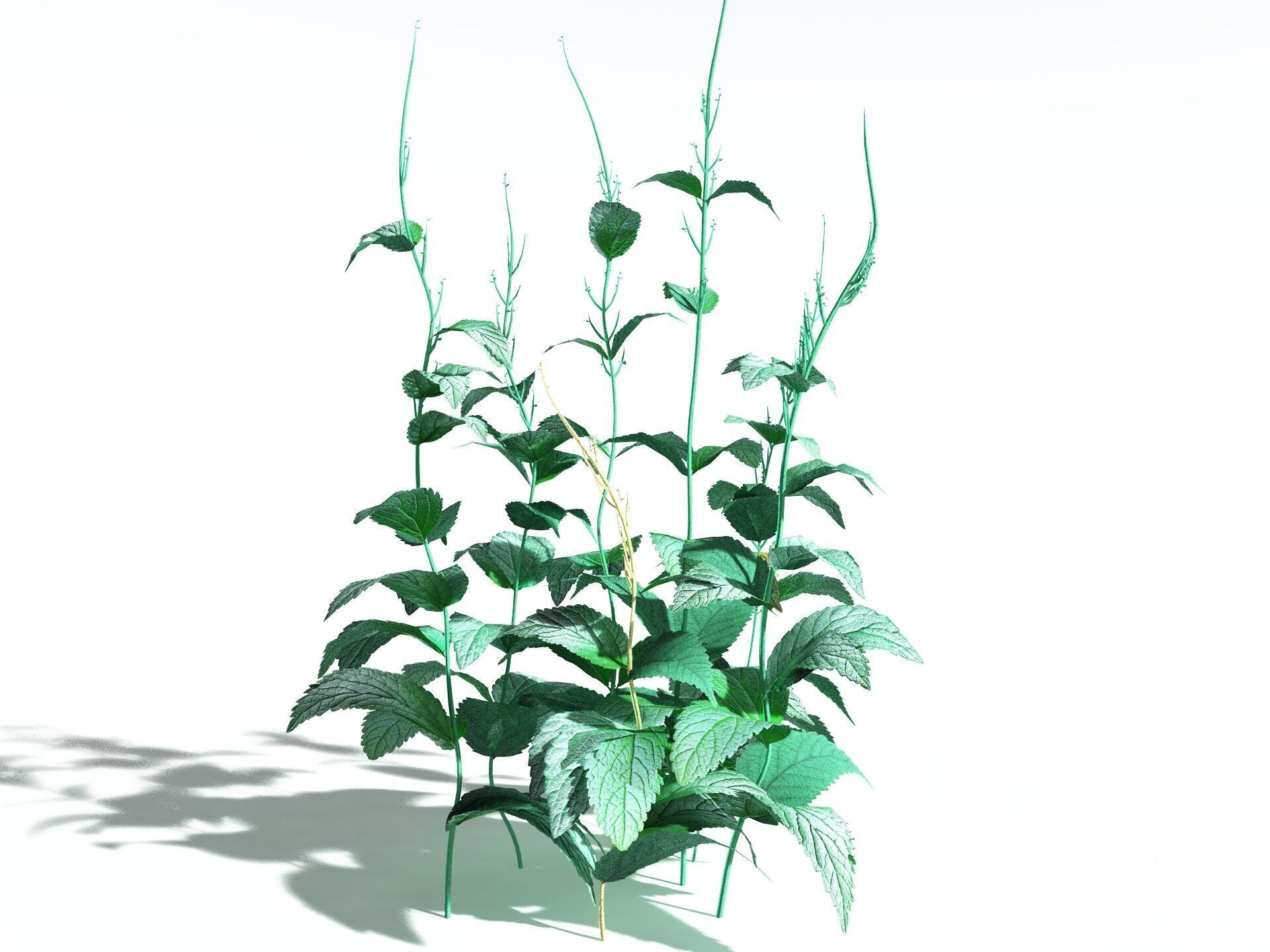 EVERYPlant Dog Mercury LowPoly Low-poly 3D model_8