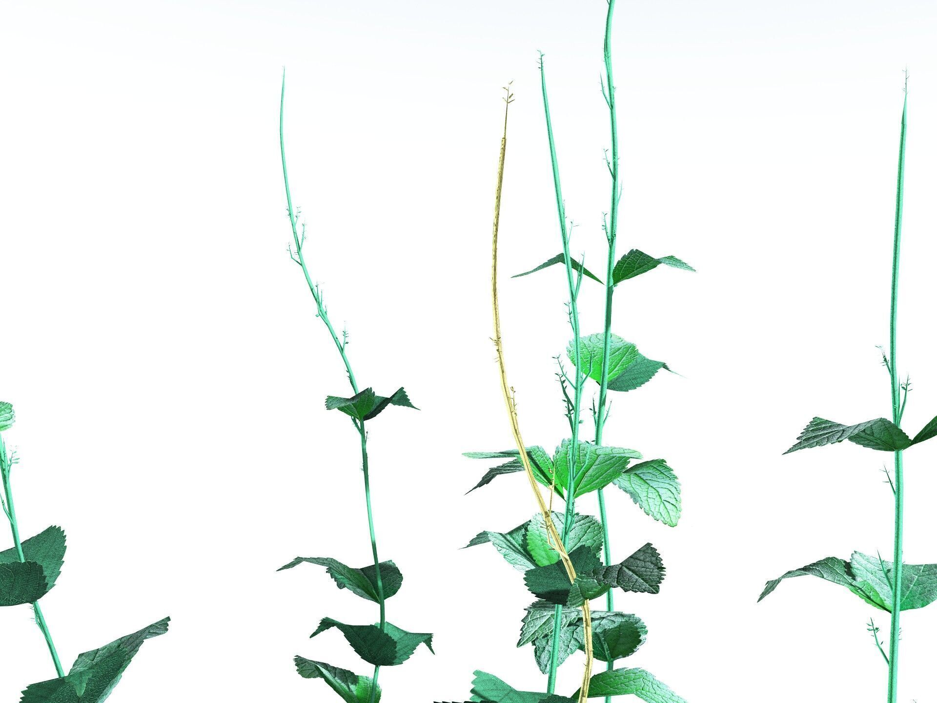 EVERYPlant Dog Mercury LowPoly Low-poly 3D model_25